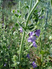 antirrhinum nuttallianum